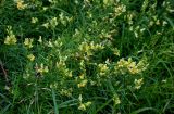 Linaria vulgaris