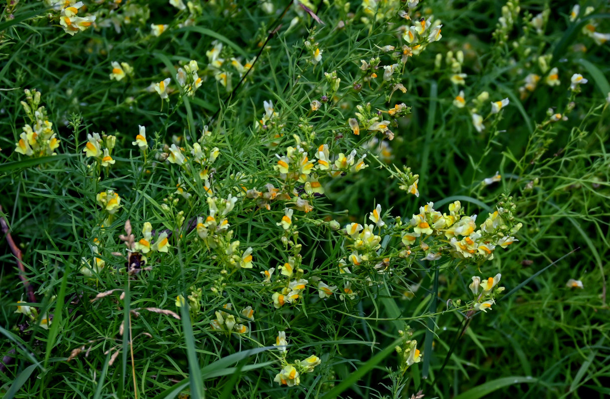 Image of Linaria vulgaris specimen.