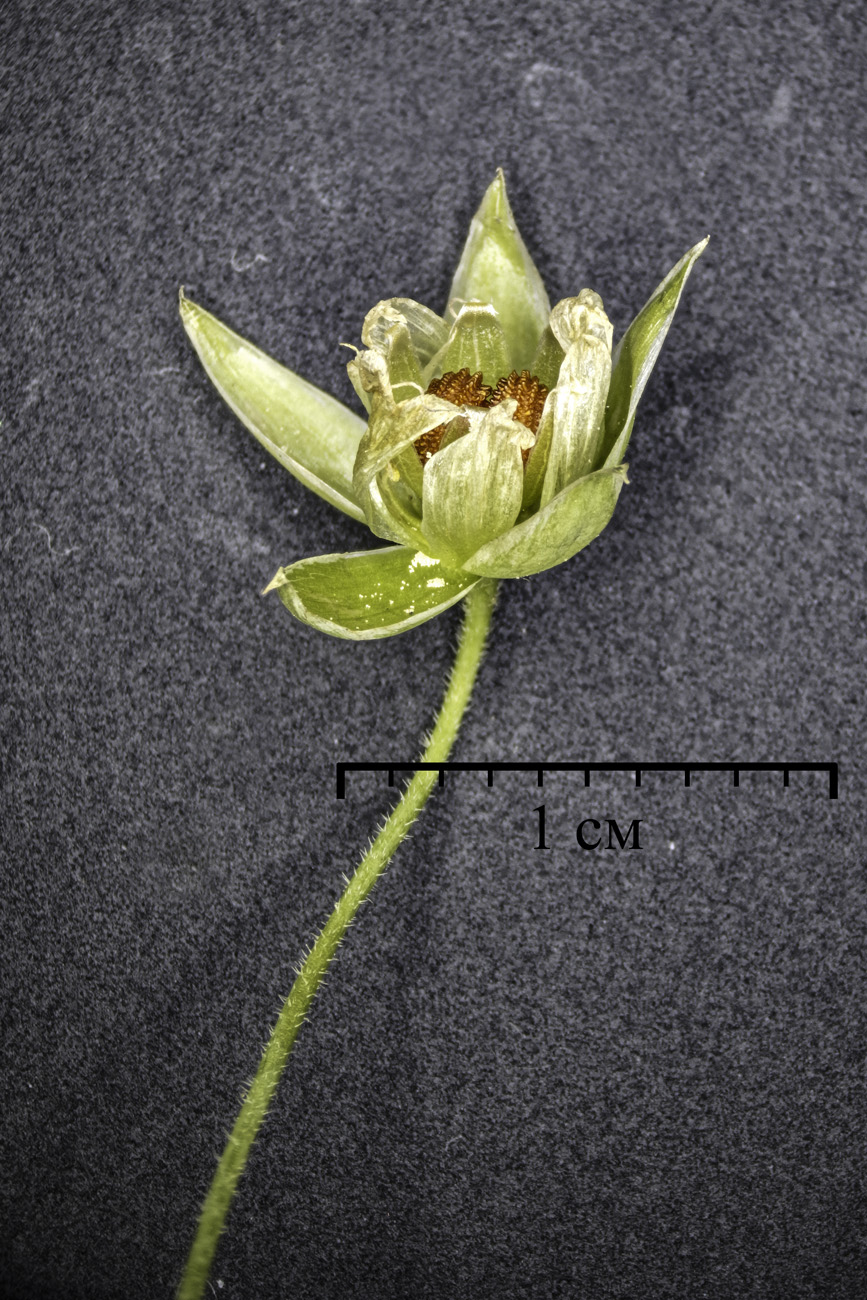 Image of Stellaria holostea specimen.