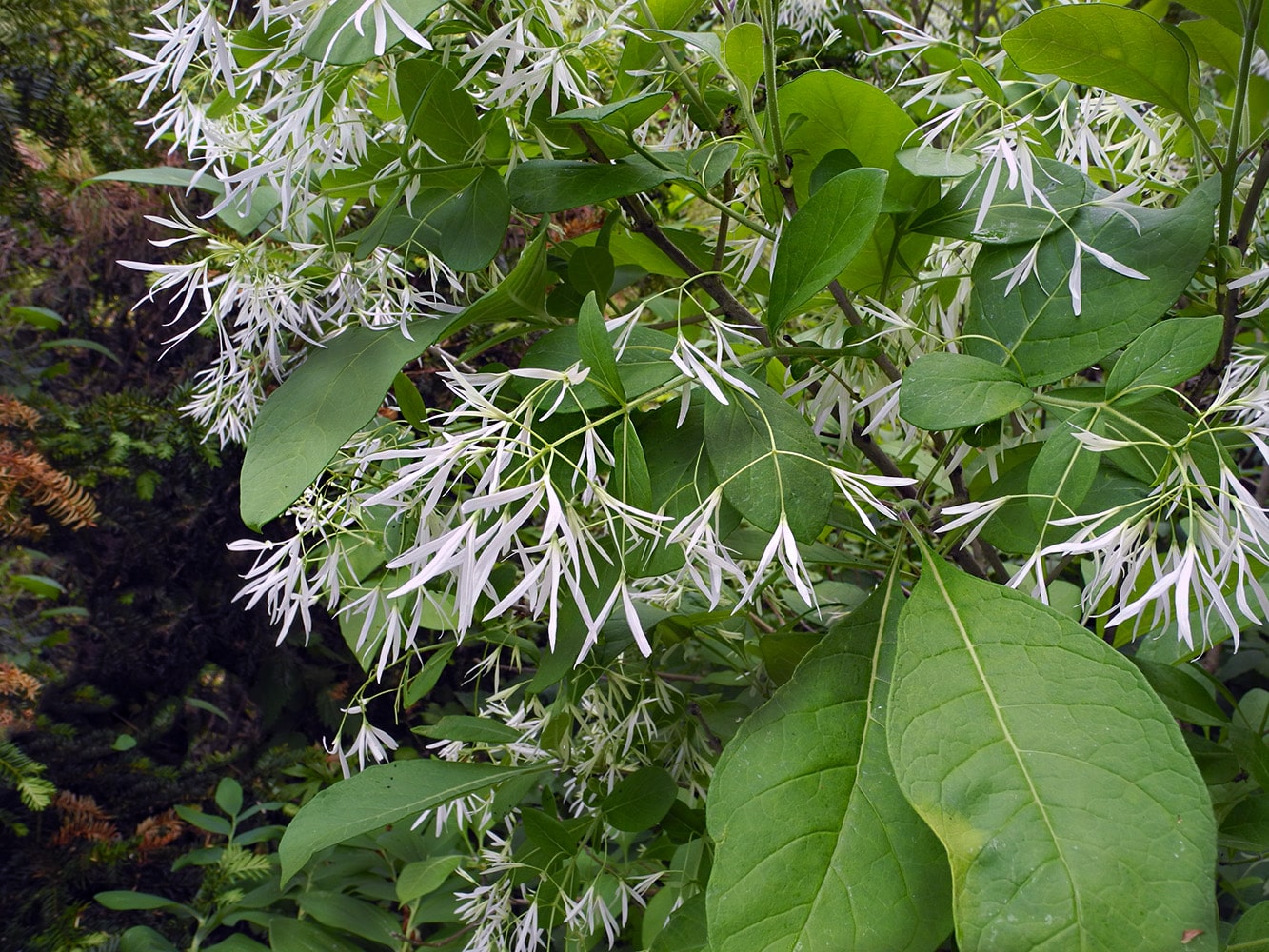 Image of Chionanthus virginicus specimen.