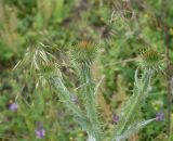 Onopordum acanthium