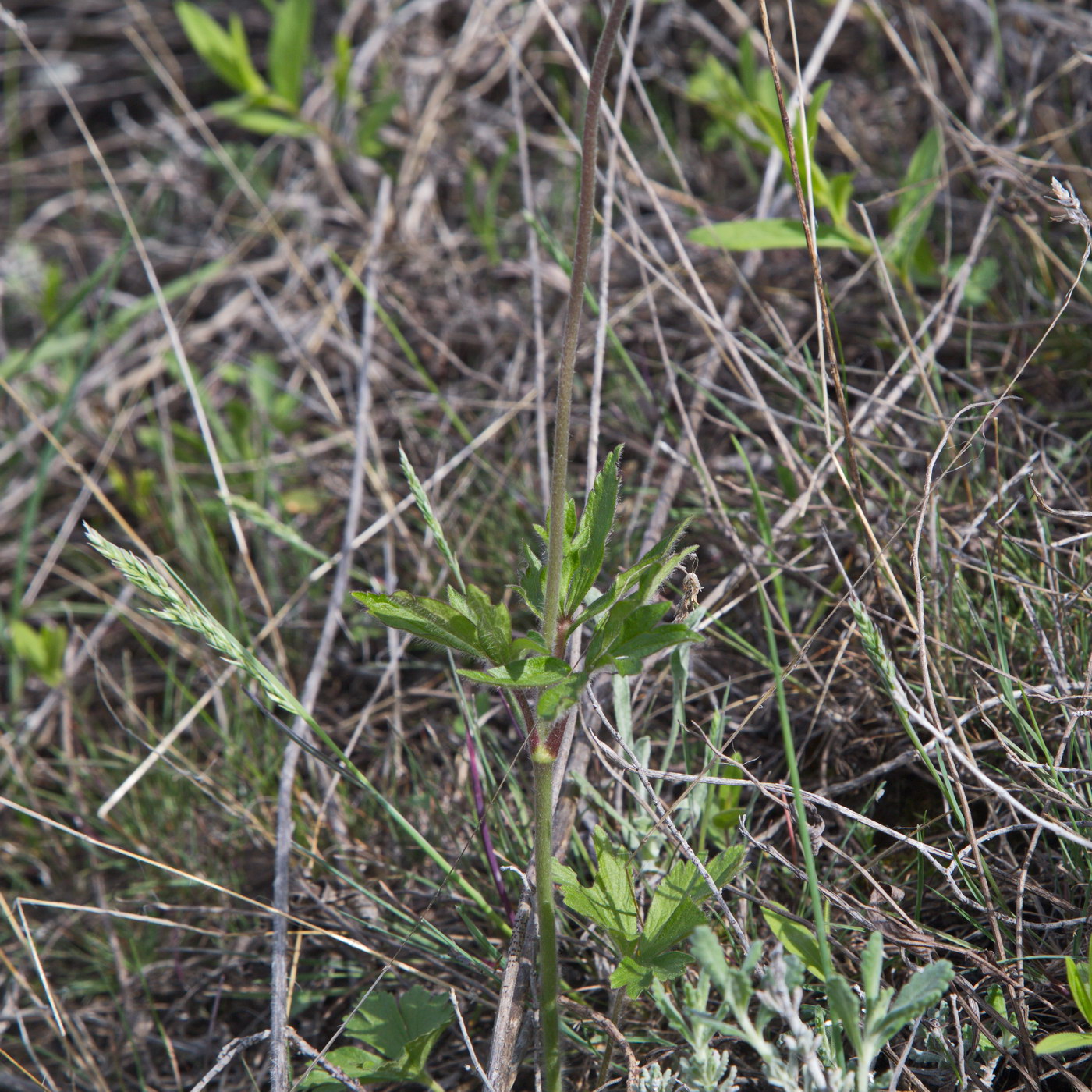 Image of Anemone sylvestris specimen.