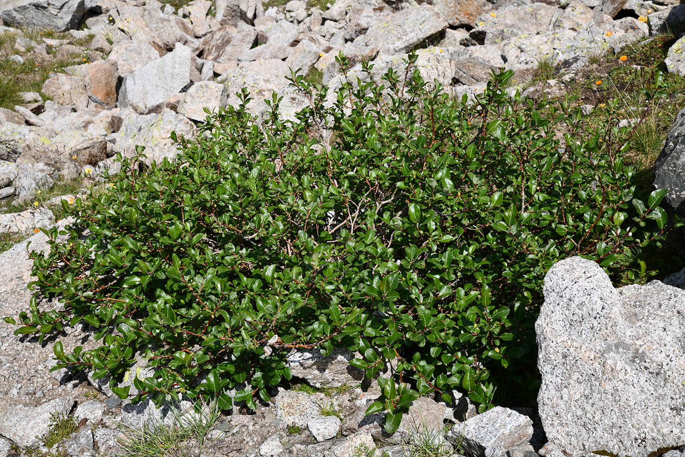 Image of Salix alatavica specimen.