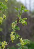 Ribes rubrum. Верхушка побега с соцветиями. Казахстан, Восточно-Казахстанская обл., Глубоковский р-н, окр. с. Кожохово, в культуре на приусадебном участке. 04.05.2024.