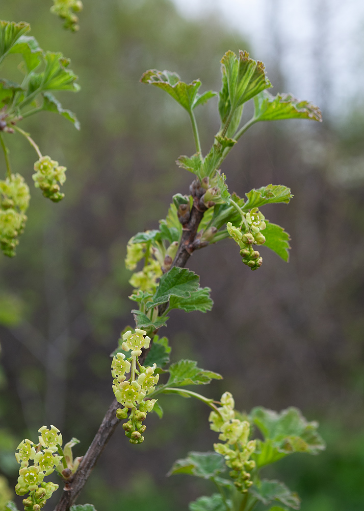 Image of Ribes rubrum specimen.
