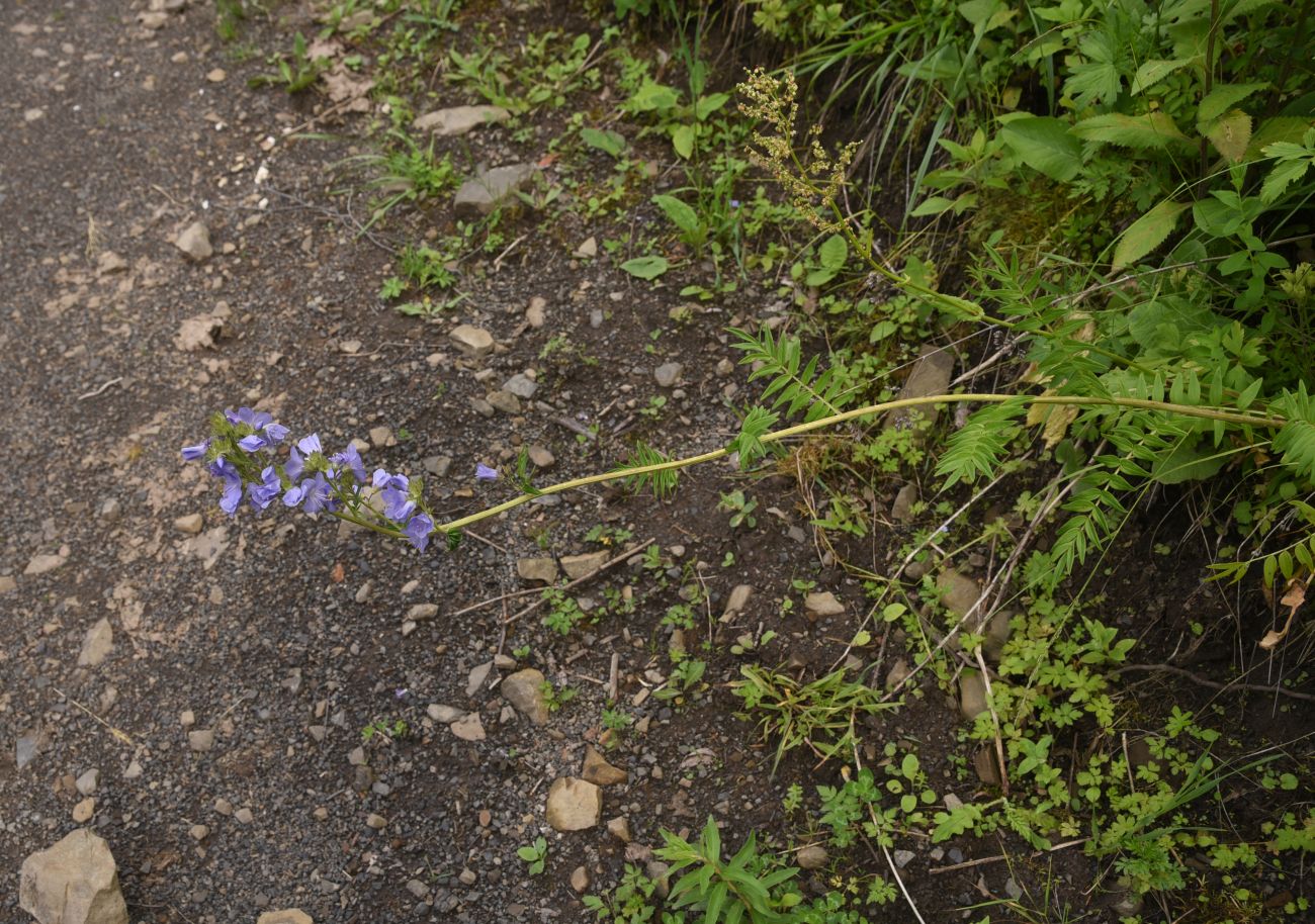 Image of Polemonium caucasicum specimen.