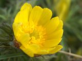 Adonis volgensis