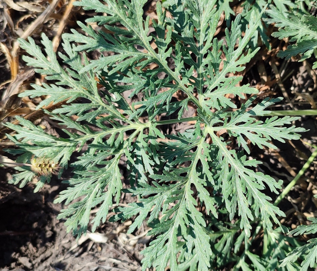 Image of Artemisia sieversiana specimen.