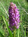 Dactylorhiza incarnata. Соцветие. Крым, Байдарская долина, окр. с. Орлиное, берег р. Курулюк-Су. 27.05.2010.