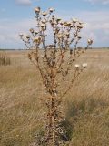 Cirsium serrulatum. Отмершее плодоносящее растение. Ульяновская обл., Мелекесский р-н, верховье сезонной р. Сух. Авраль, остепнённый луг с участками засоления. 16.09.2023.