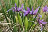 Iris ventricosa