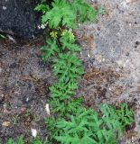 Heracleum sibiricum. Листья. Московская обл., Павлово-Посадский ГО, г. Электрогорск, обочина дороги. 18.05.2025.