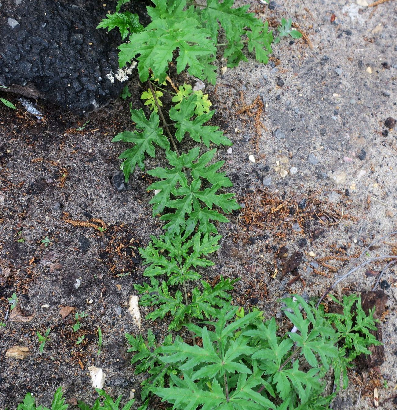 Изображение особи Heracleum sibiricum.