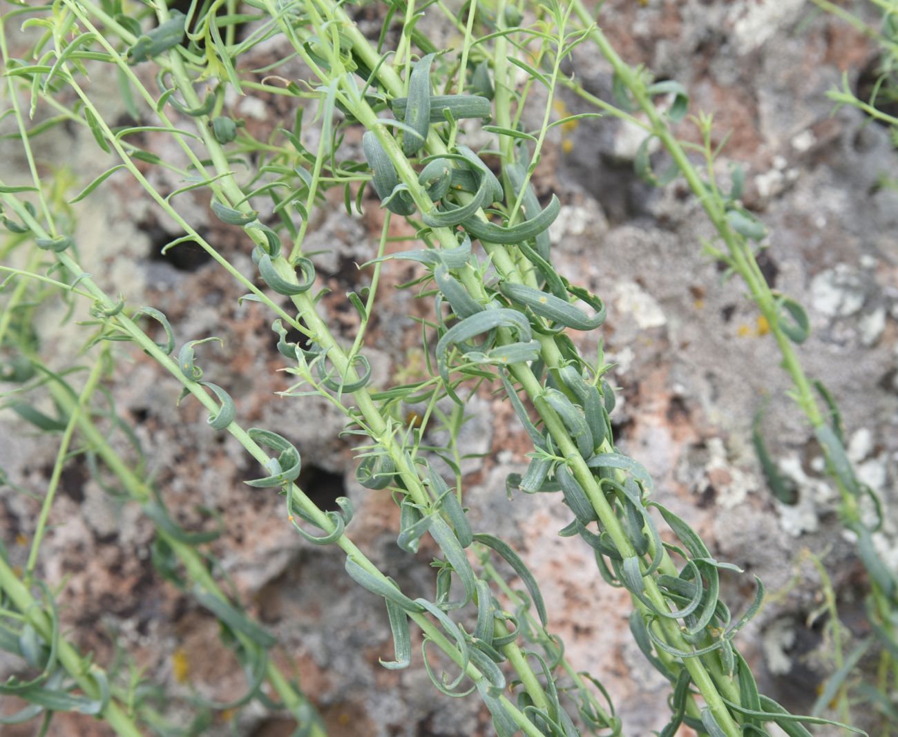 Image of Linum austriacum specimen.
