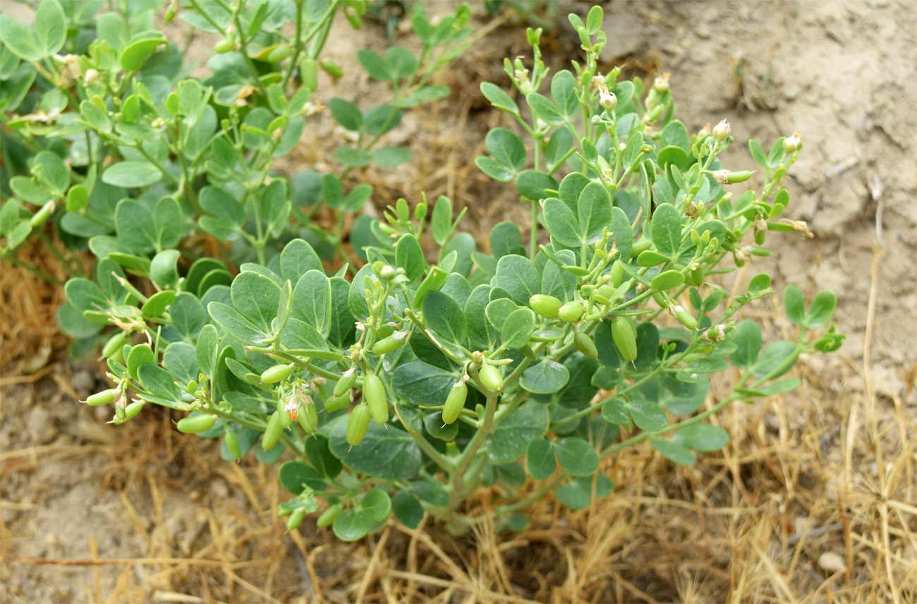 Image of Zygophyllum oxianum specimen.