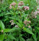 Eupatorium cannabinum