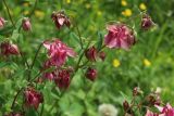 Aquilegia vulgaris