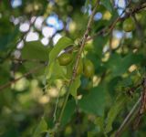 Cornus mas. Веточка с плодами. Абхазия, окр. г. Новый Афон, вершина Иверской горы, олуговелый каменистый склон. 12.06.2025.