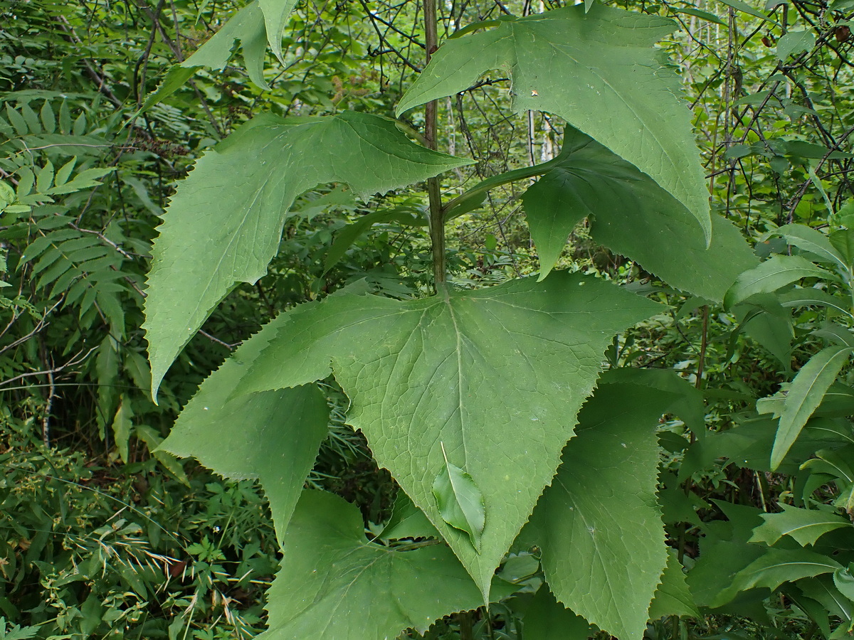 Image of Parasenecio hastatus specimen.