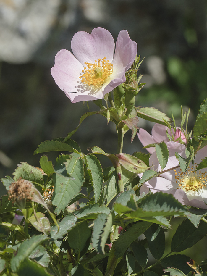 Image of genus Rosa specimen.