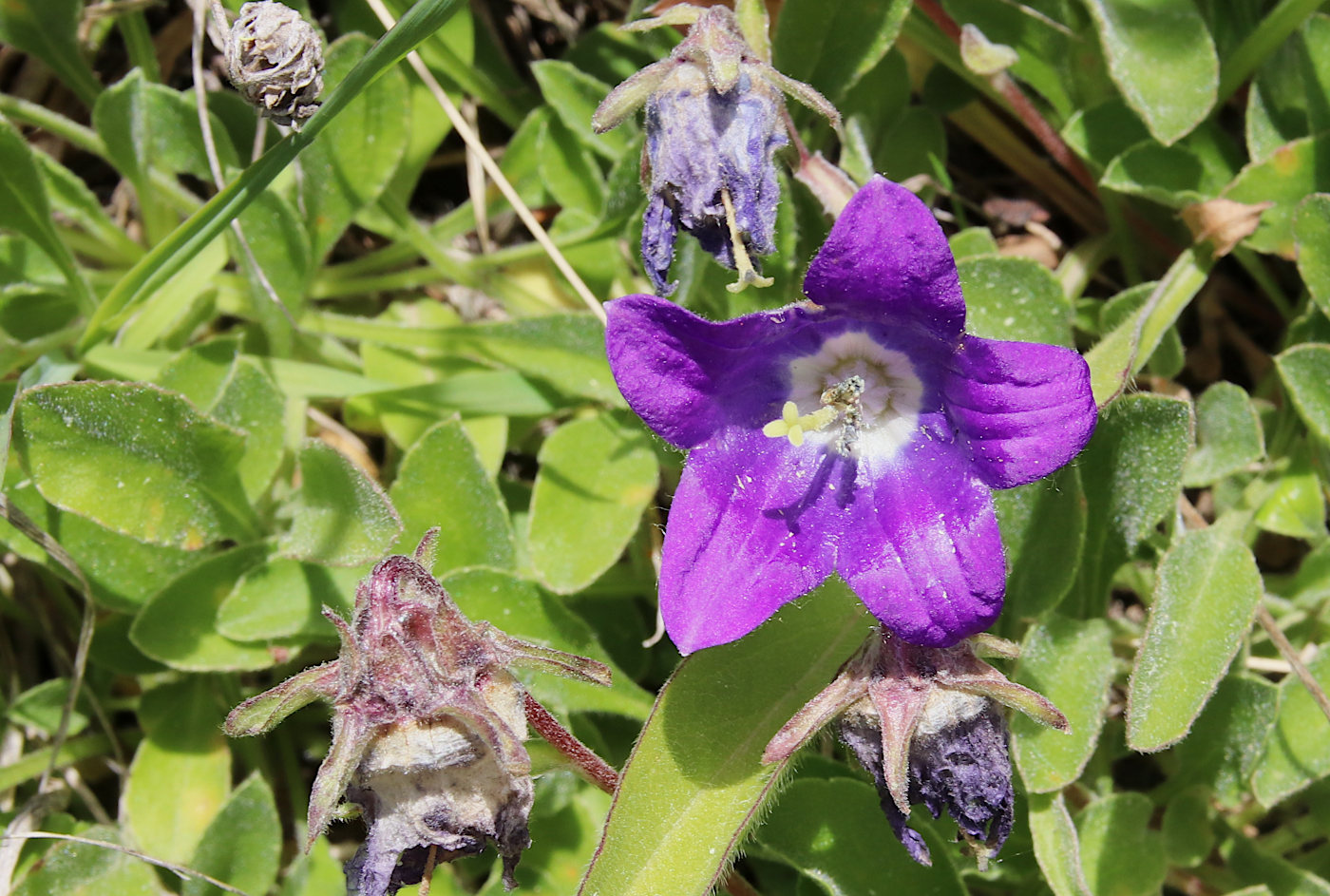 Image of Campanula meyeriana specimen.