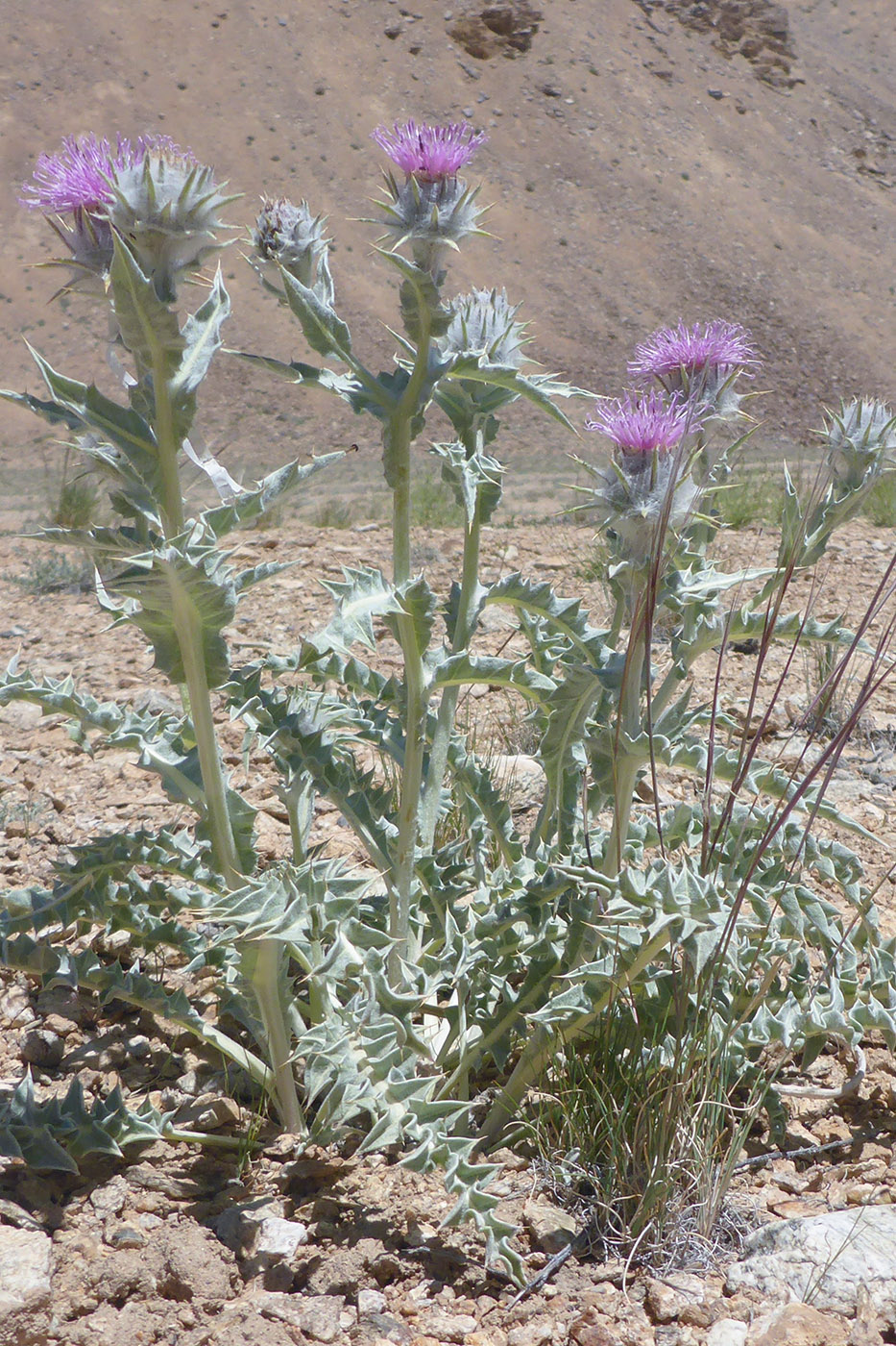 Image of Cousinia speciosa specimen.
