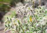 Onosma frutescens. Верхушка побега с бутоном и завязями. Турция, пров. Мугла, р-н Фетхие, пос. Каякёй, выход скальных пород возле разрушенного здания. 07.05.2025.