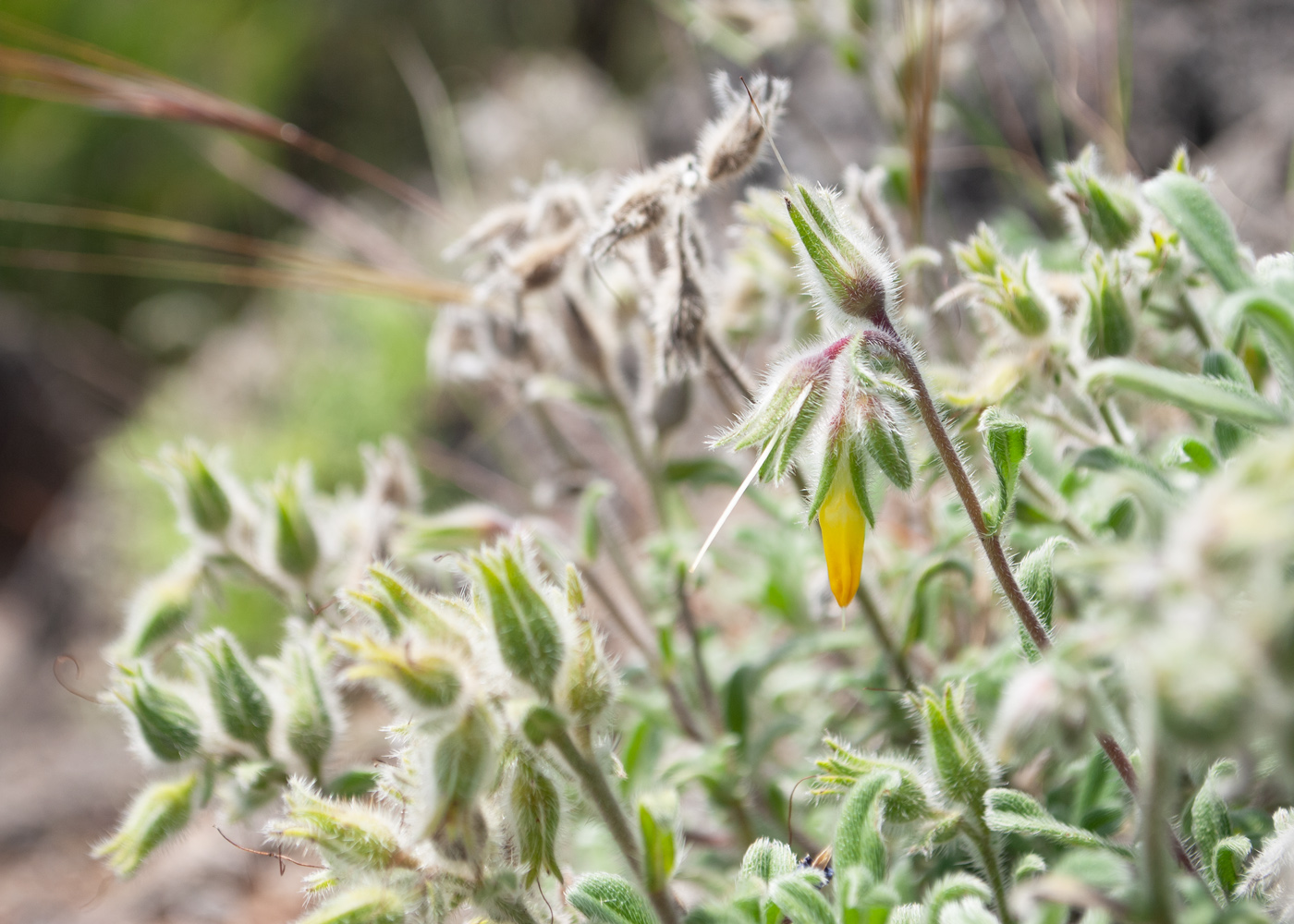 Изображение особи Onosma frutescens.