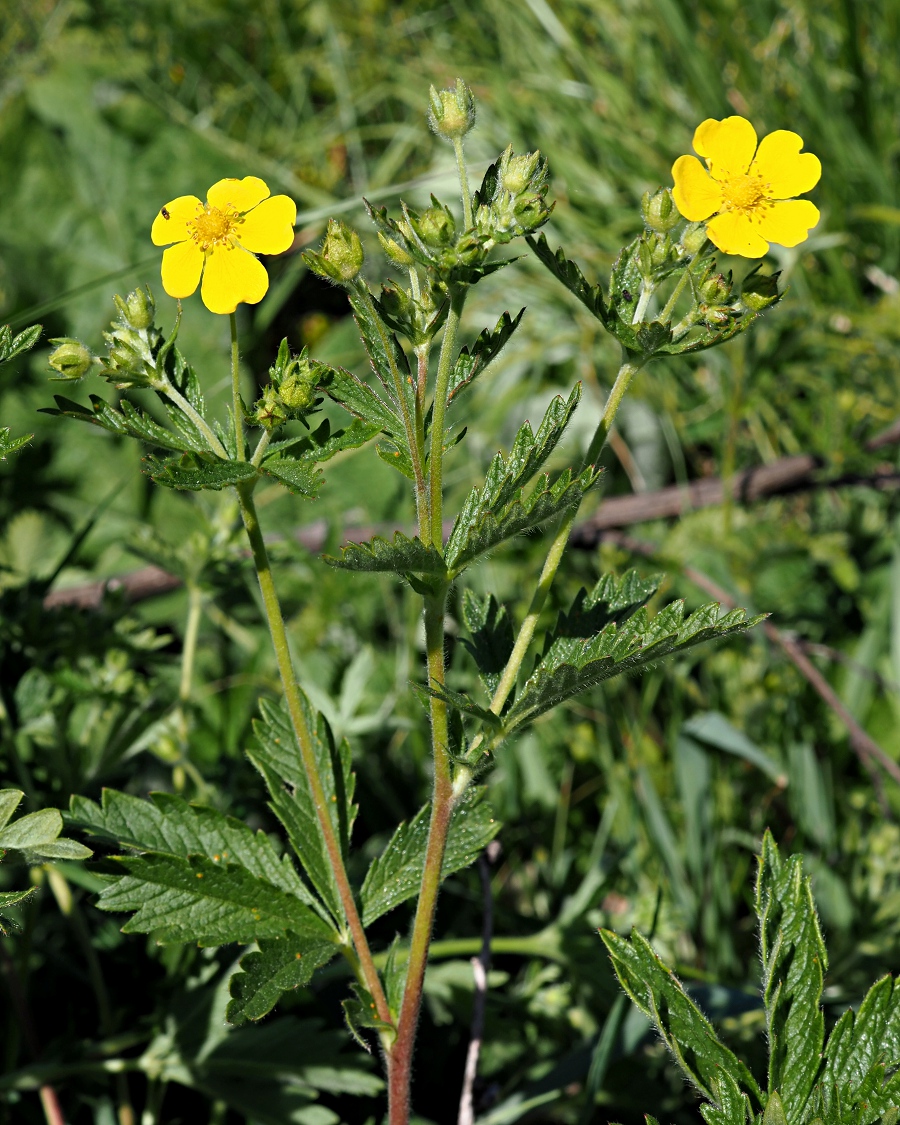Изображение особи Potentilla recta.