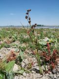 genus Juncus. Плодоносящее растение. Казахстан, Жамбылская обл; Закаратауская равнина, депрессия между горами Улькунбурултау и Малым Каратау, прибережная зона оз. Нурлы. 13 июля 2025 г.