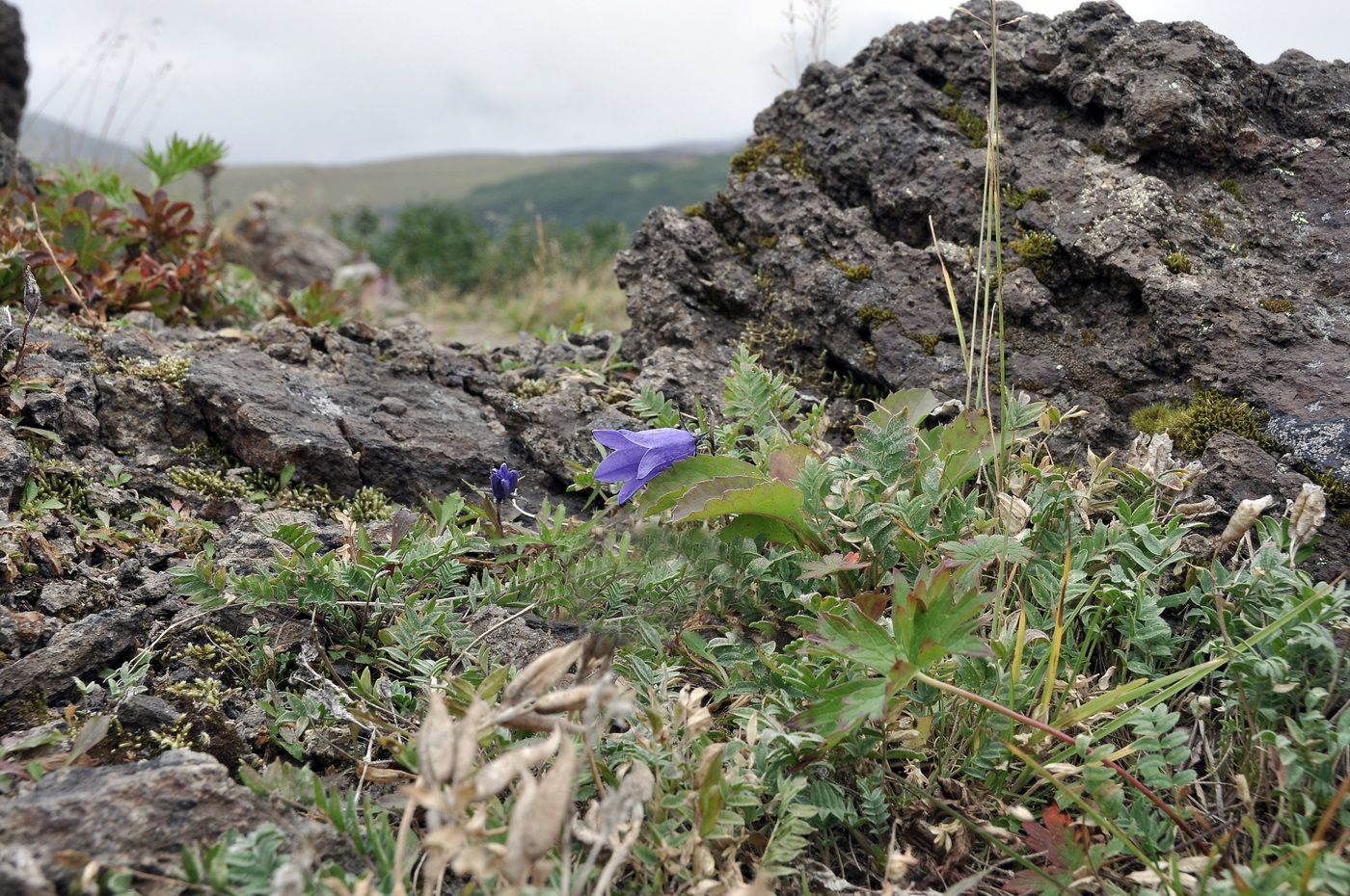 Изображение особи Campanula lasiocarpa.