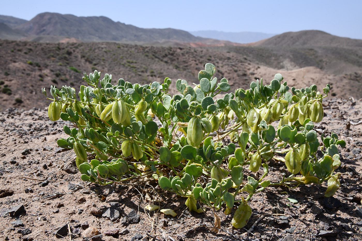 Image of Zygophyllum lehmannianum specimen.