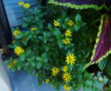 Sanvitalia procumbens. Цветущие растения. Санкт-Петербург, Ботанический сад БИН РАН. 09.09.2023.