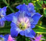 Gentiana asclepiadea