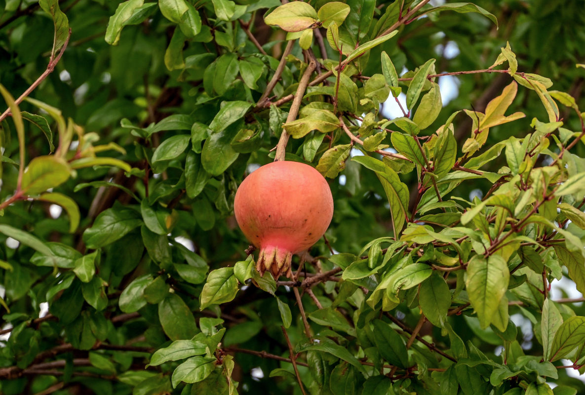 Image of Punica granatum specimen.