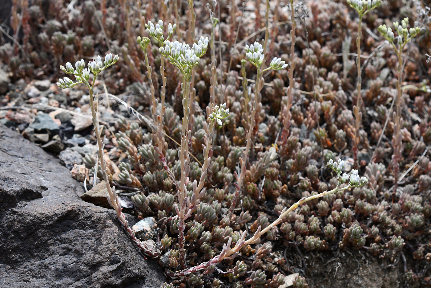 Image of Sedum alberti specimen.