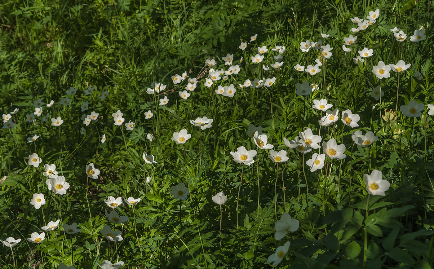 Image of Anemone sylvestris specimen.