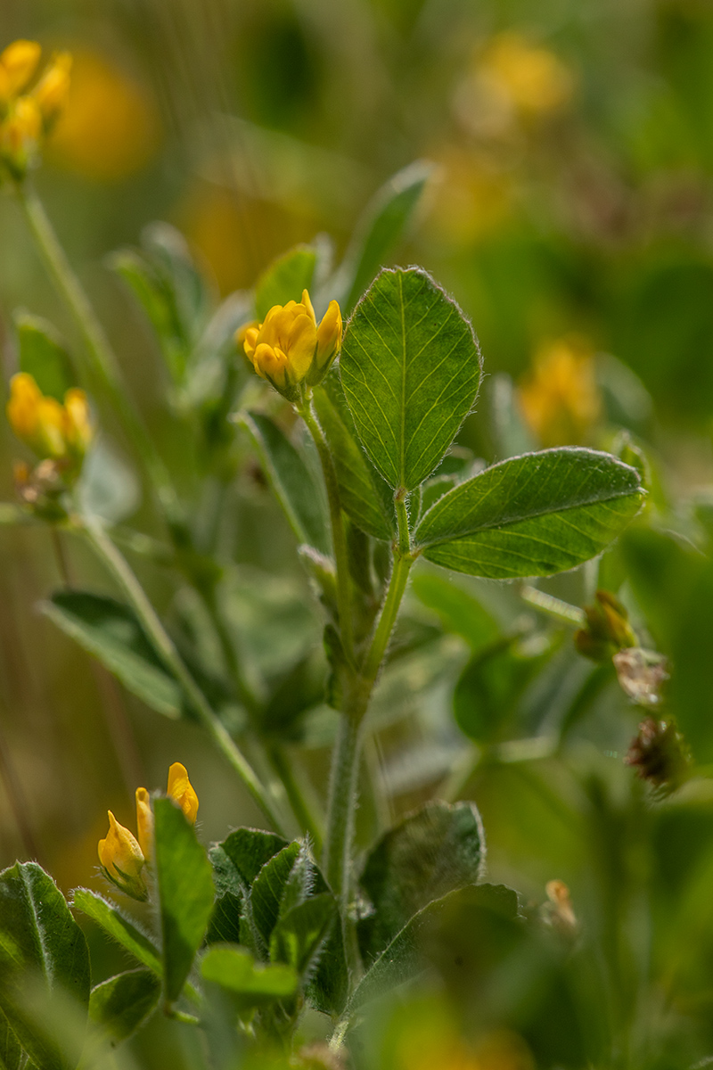 Image of Medicago minima specimen.
