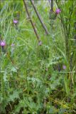 genus Carduus