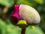 Paeonia daurica. Бутон. Крым, окр. г. Судак, северный склон горы Перчем, дубово-грабовый лес, возле грунтовой дороги. 23.04.2025.