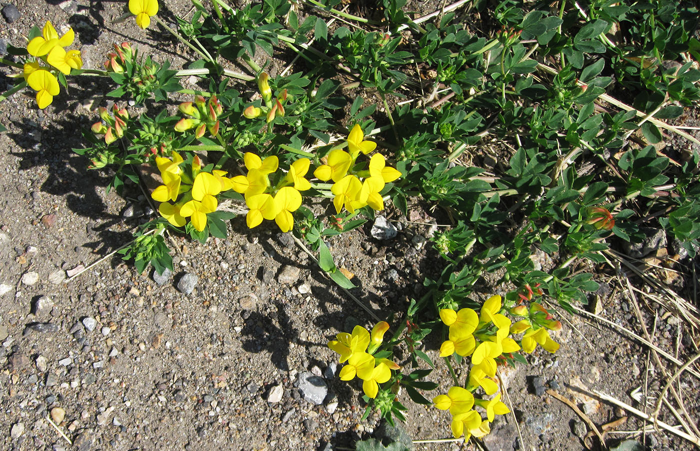 Изображение особи род Lotus.