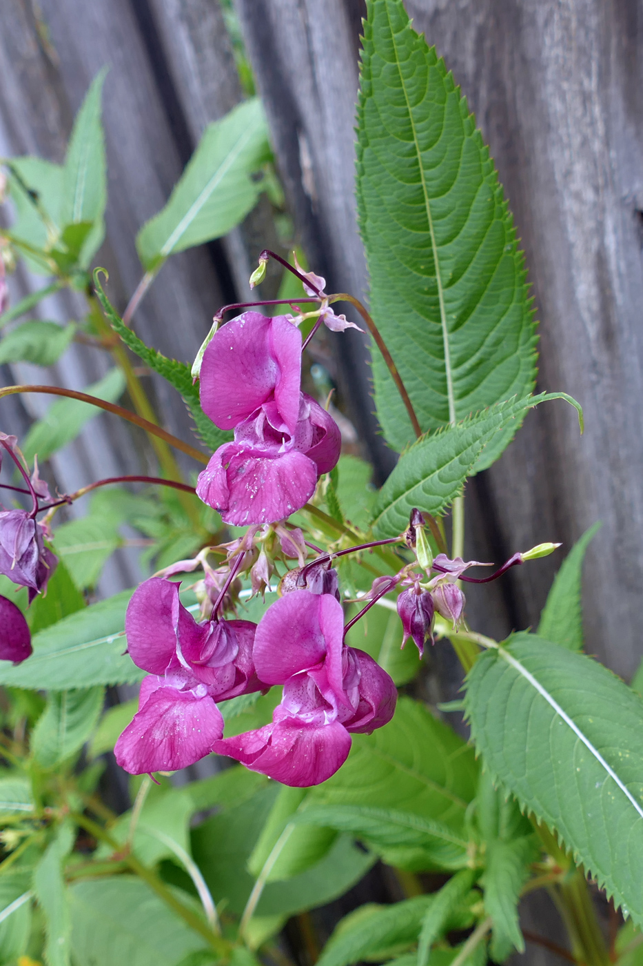 Изображение особи Impatiens glandulifera.