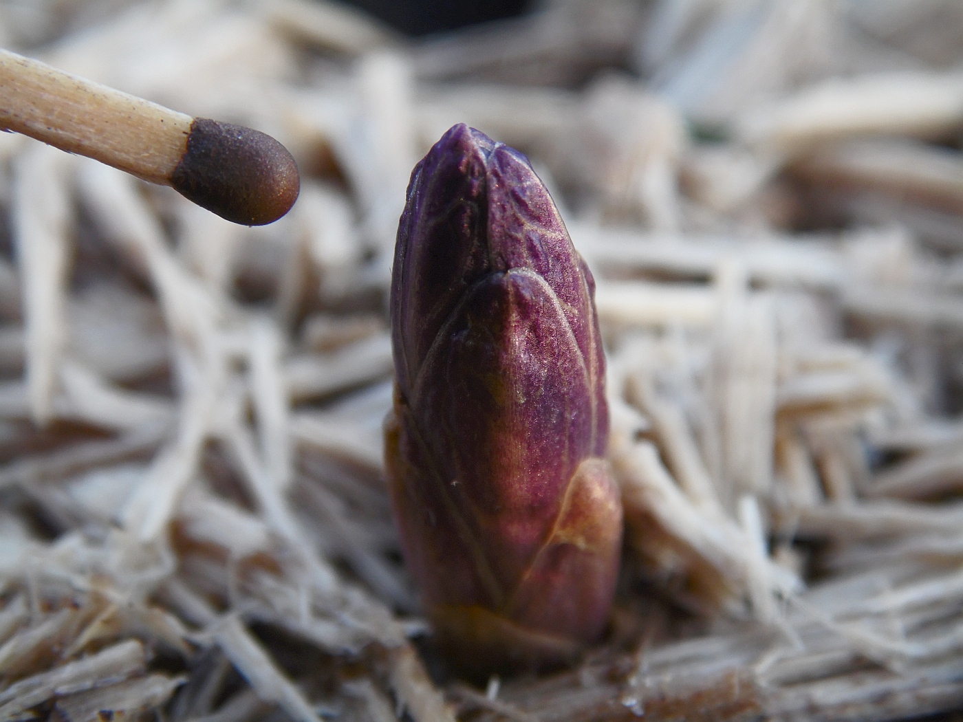 Image of Scopolia carniolica specimen.