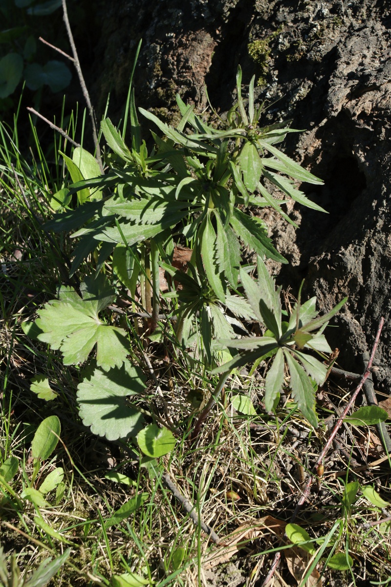 Изображение особи род Ranunculus.