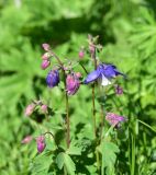 genus Aquilegia. Верхушка цветущего растения. Кабардино-Балкария, Эльбрусский р-н, нижняя часть висячей дол. р. Когутайка, выс. ок. 2420 м н.у.м., луг. 22 июня 2025 г.