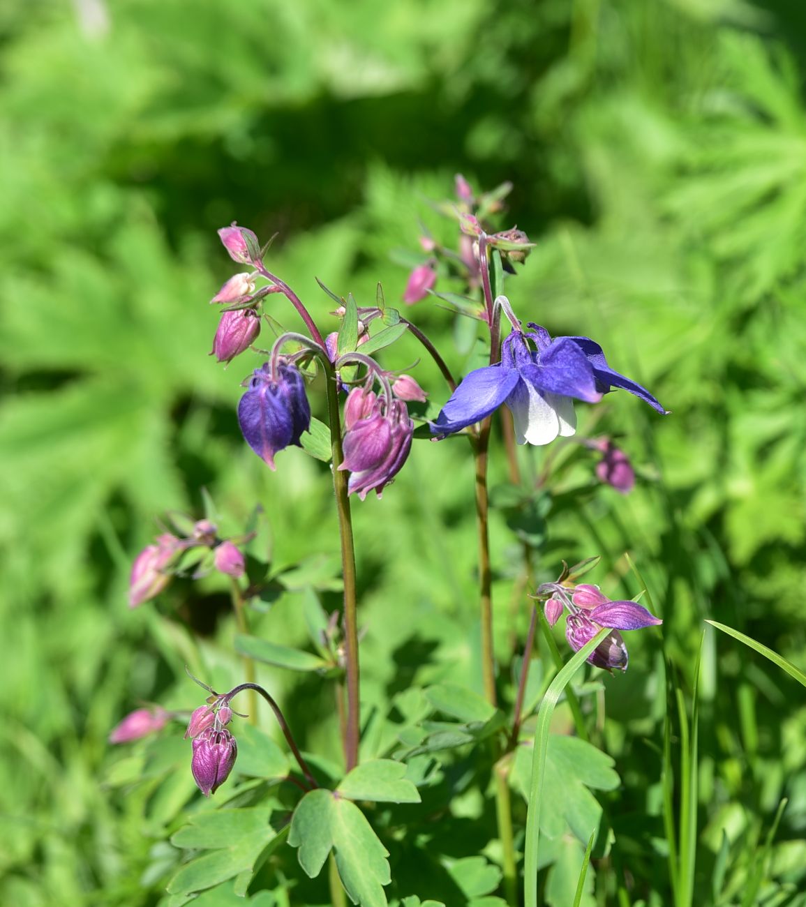 Изображение особи род Aquilegia.