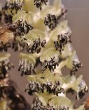 Populus suaveolens