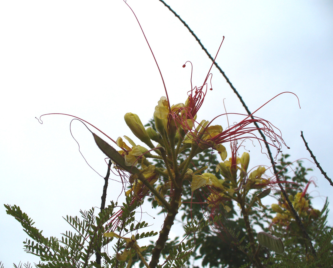 Изображение особи Caesalpinia gilliesii.