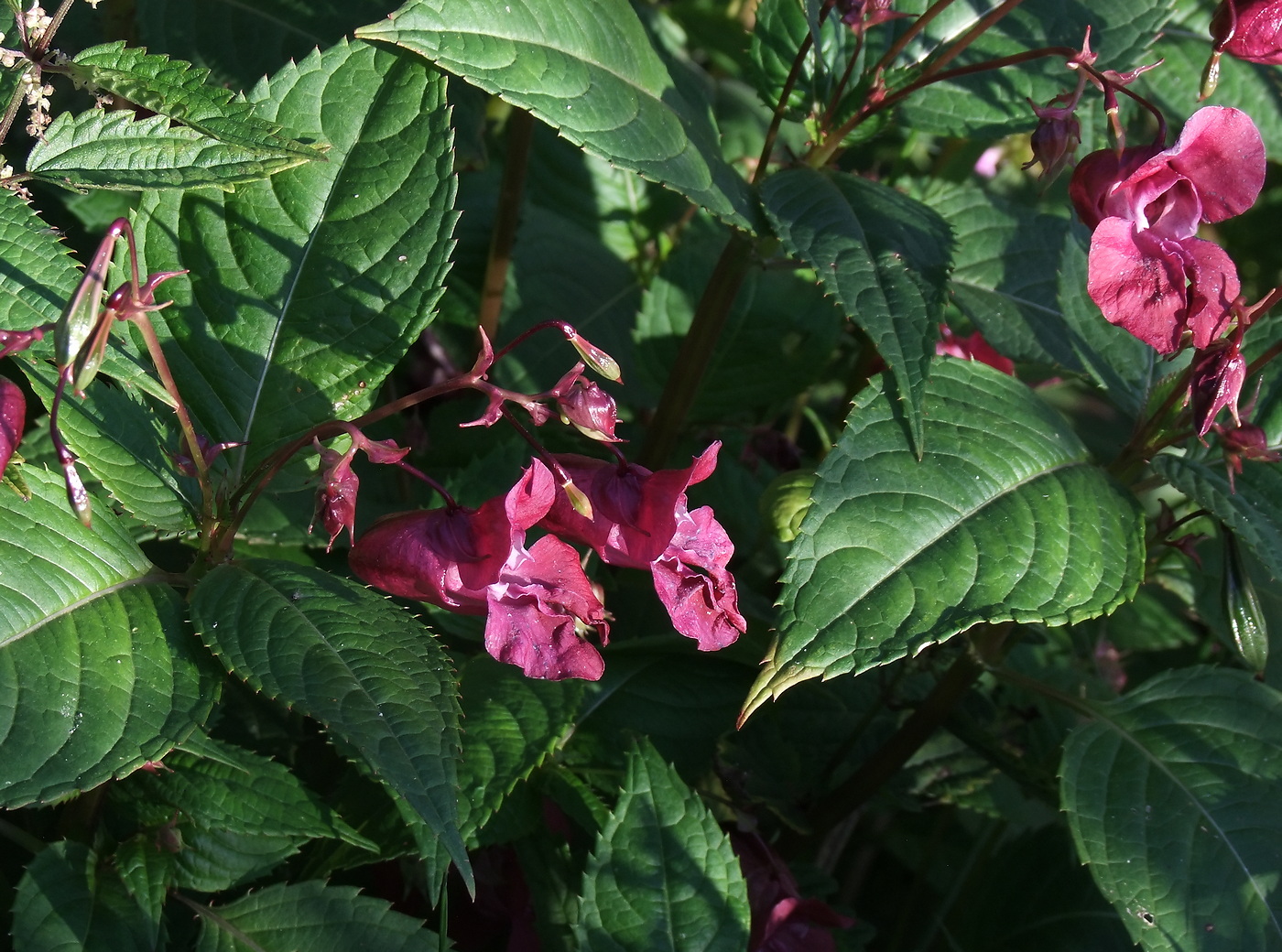Image of Impatiens glandulifera specimen.