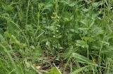 семейство Orchidaceae. Расцветающее растение. Приморский край, Уссурийский гор. округ, с. Монакино, опушка широколиственного леса. 14.06.2026.